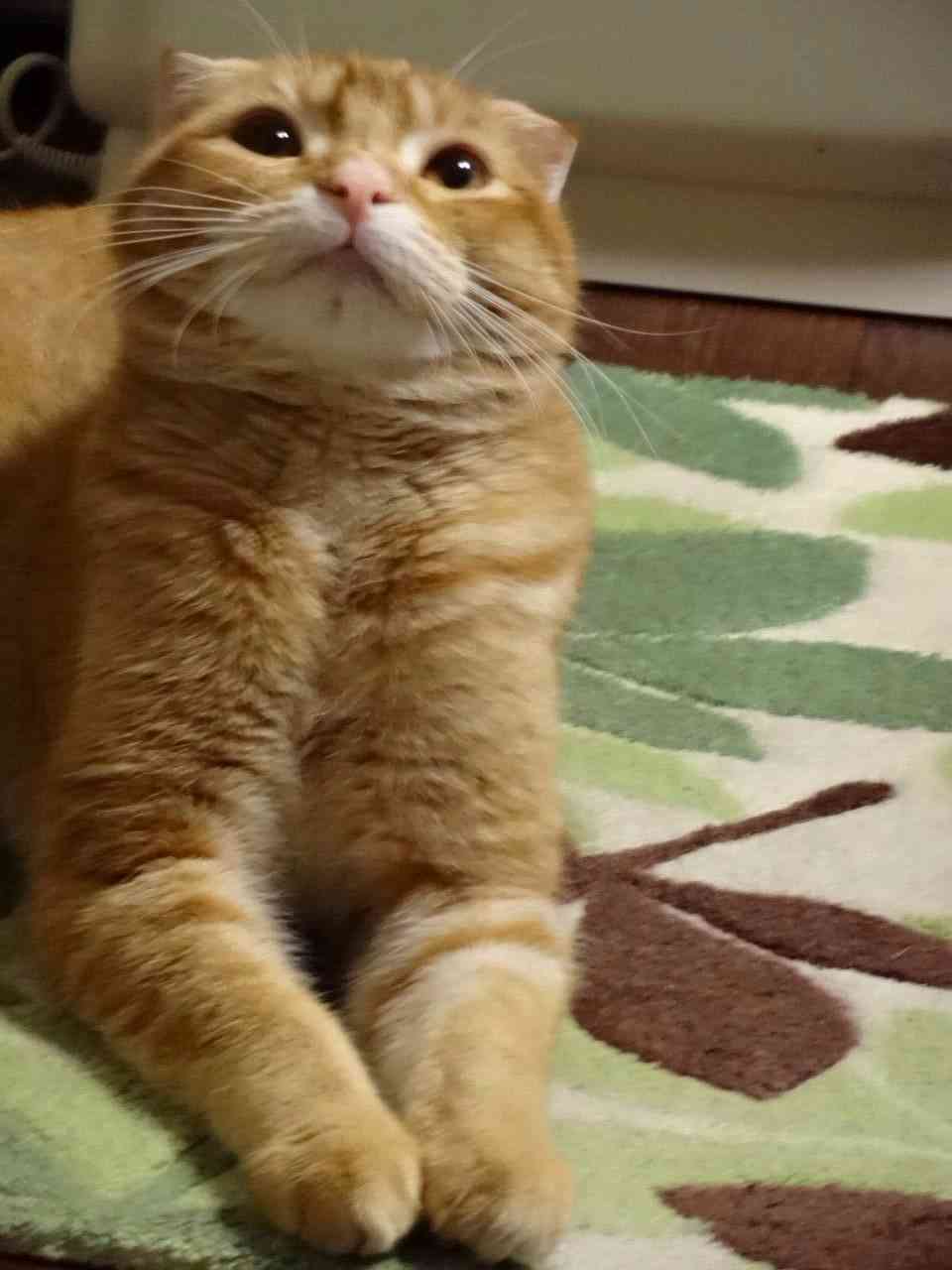猫の可愛い画像下さい