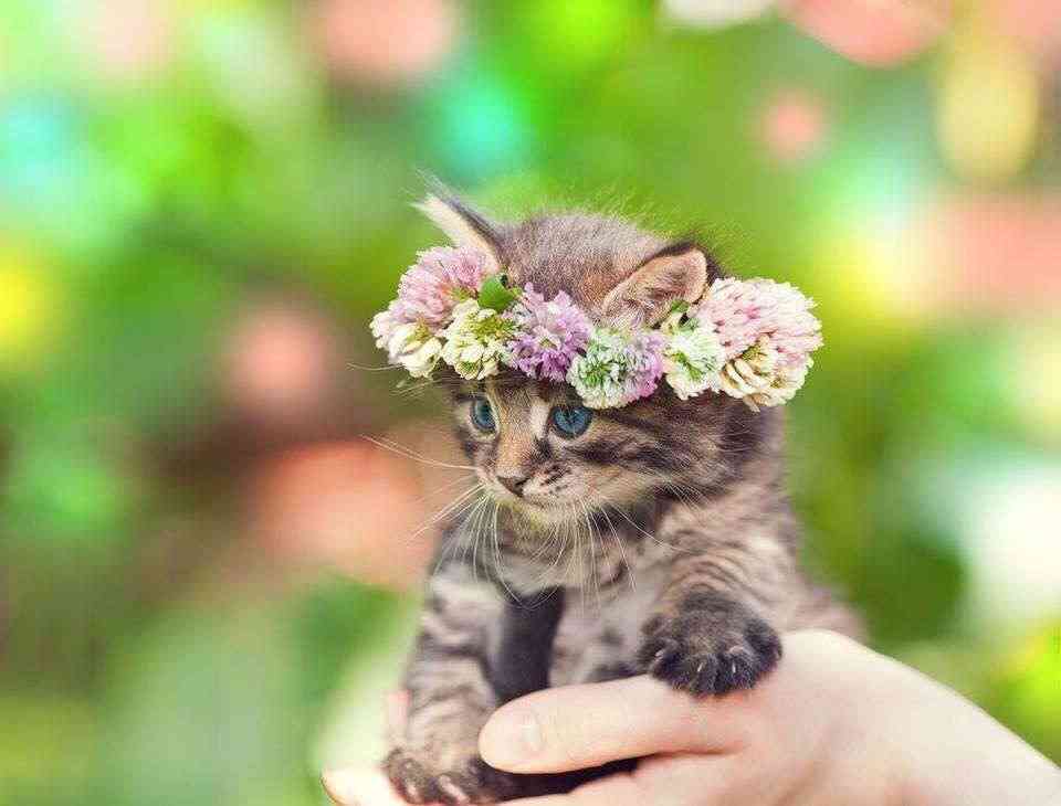 猫の可愛い画像下さい
