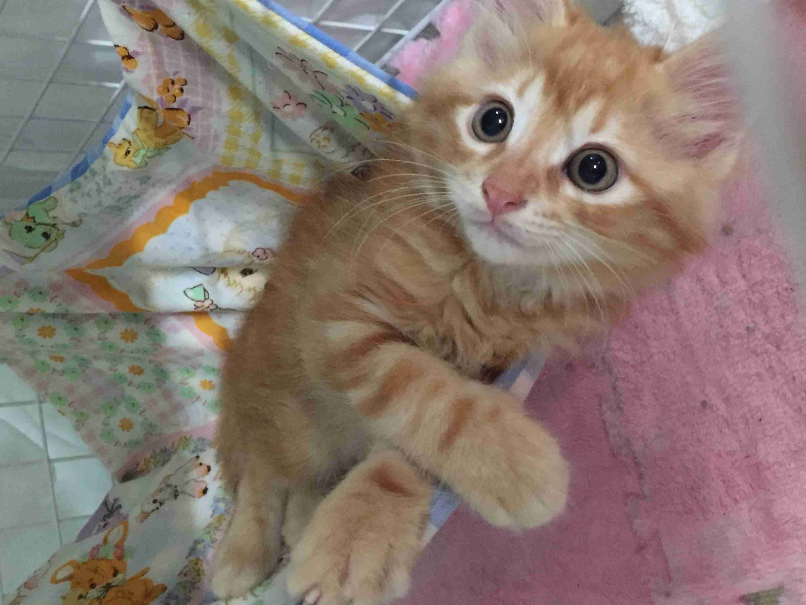猫の可愛い画像下さい