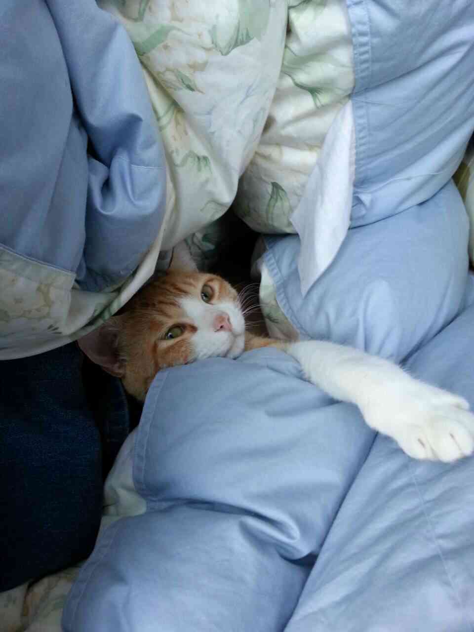 猫の可愛い画像下さい