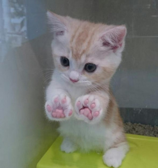 猫の可愛い画像下さい