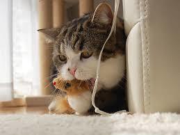 猫の可愛い画像下さい