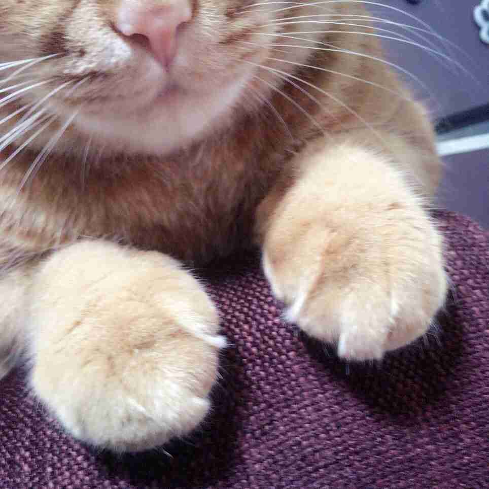 猫の可愛い画像下さい