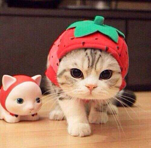 猫の可愛い画像下さい