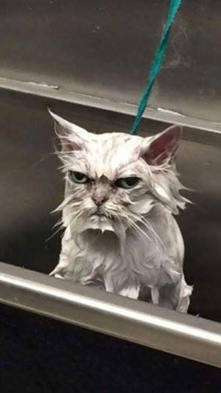 猫の可愛い画像下さい