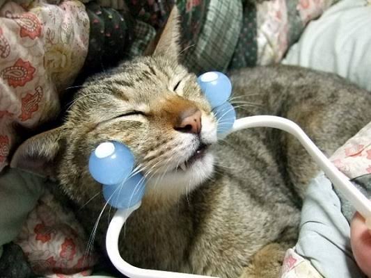 猫の可愛い画像下さい