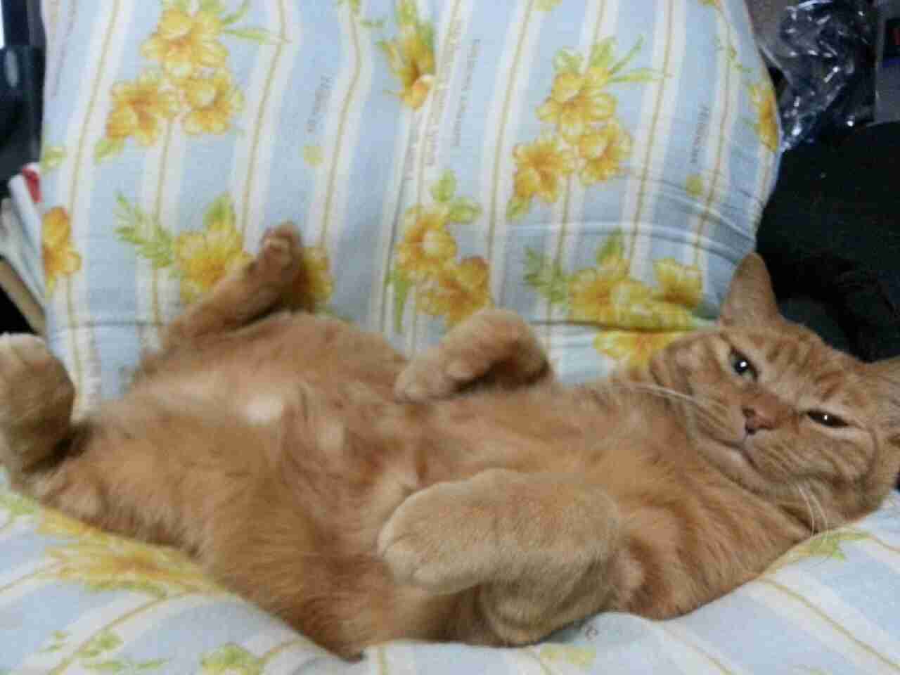 猫の可愛い画像下さい