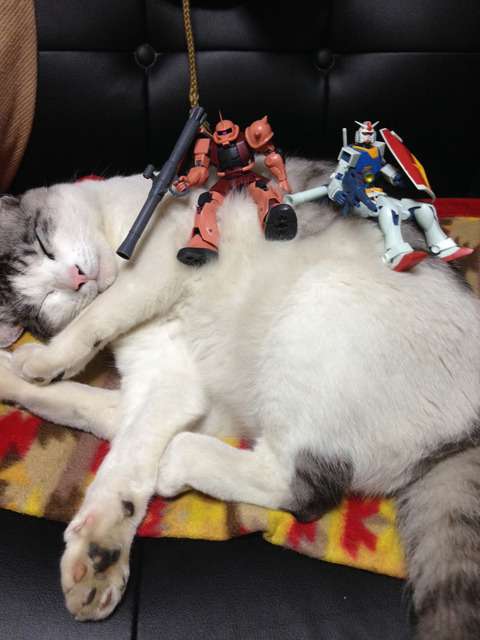 猫の可愛い画像下さい