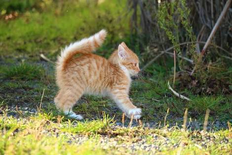 猫の可愛い画像下さい
