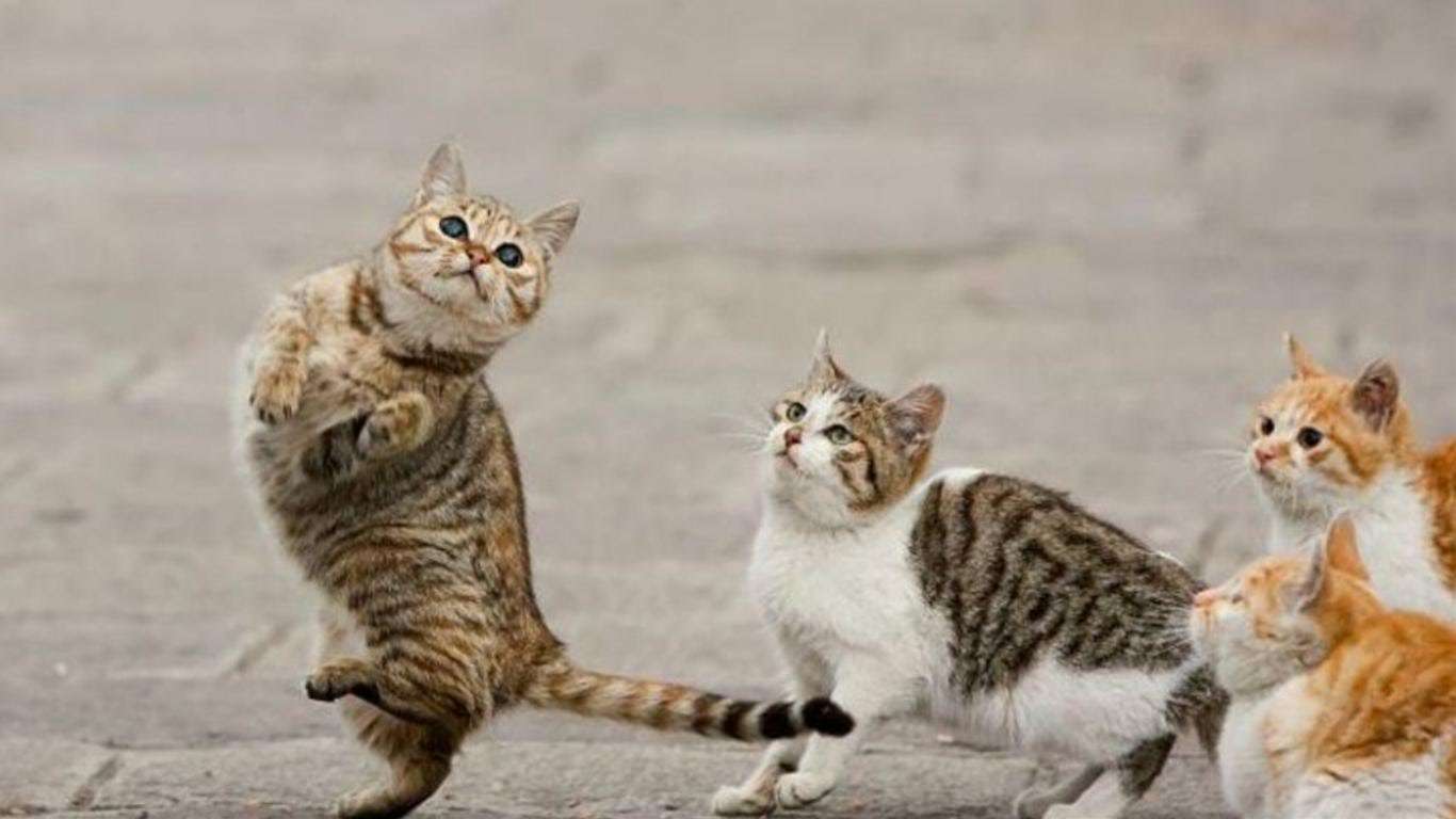 猫の可愛い画像下さい