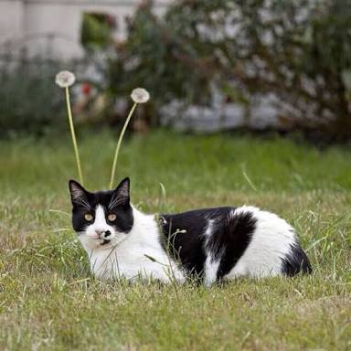 猫の可愛い画像下さい