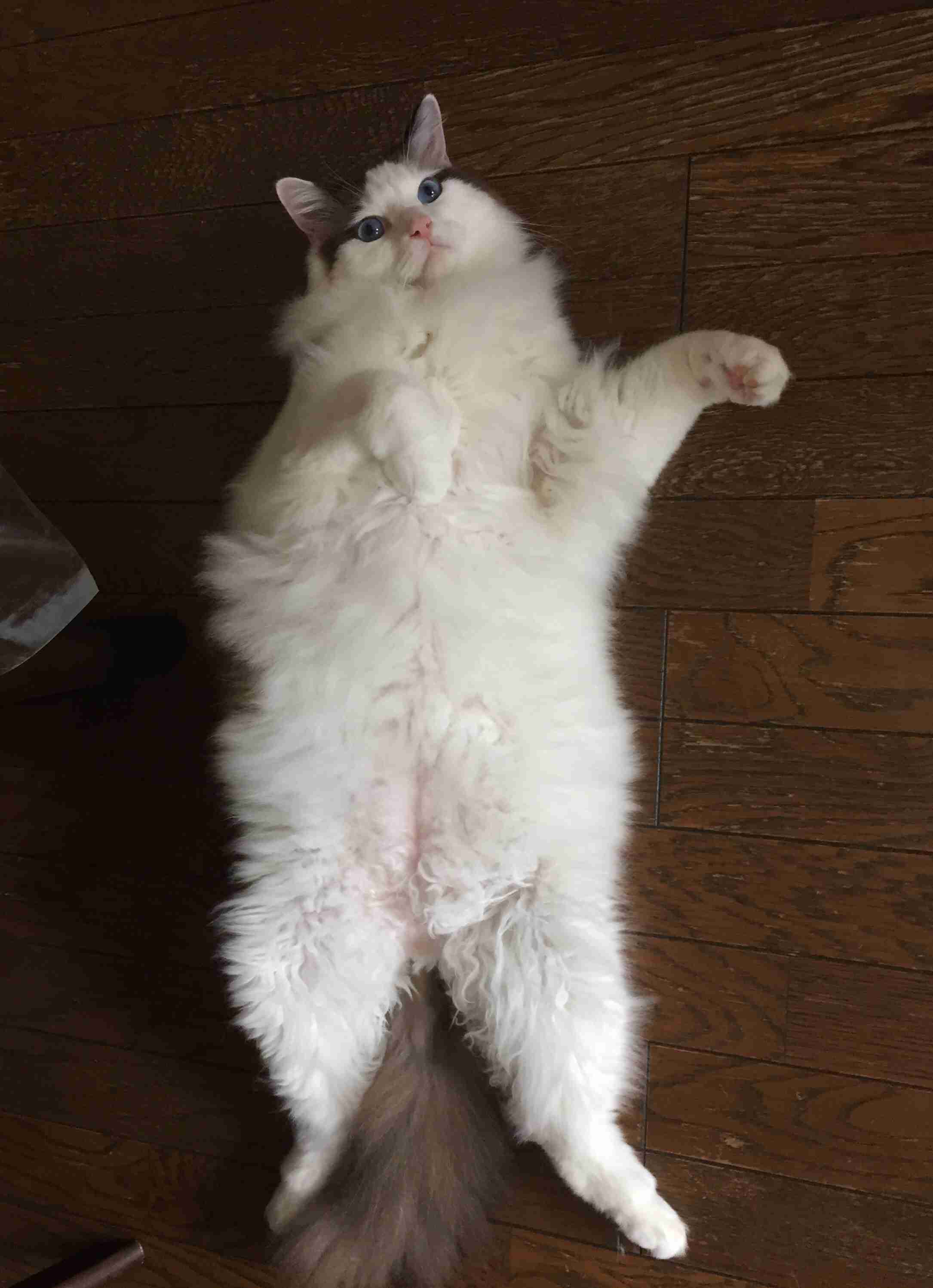 なんか身体がホットになる画像ください