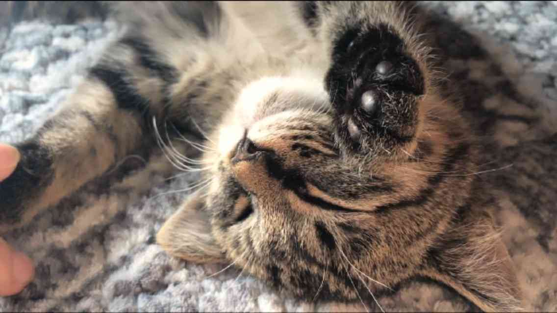 【犬】里親を検討している人【猫】