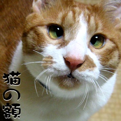 おでこの形教えてください!