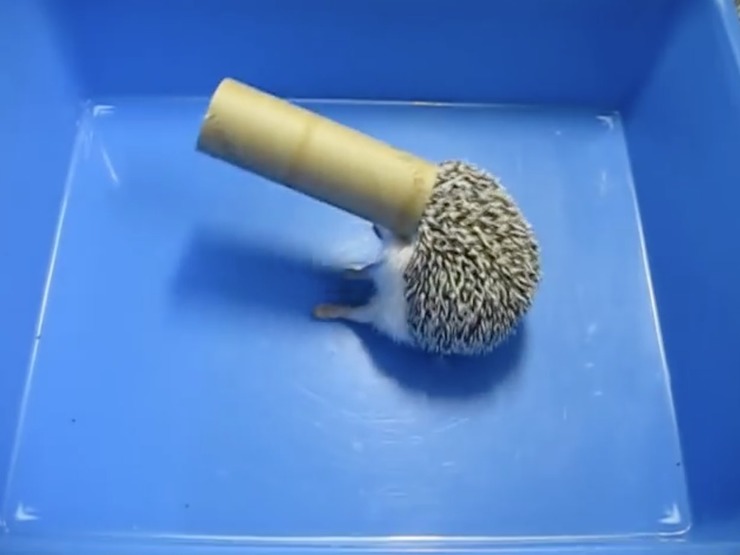 ペットのおもしろエピソード