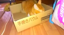 ペットのおもしろエピソード
