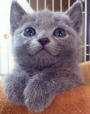 ペットのおもしろエピソード