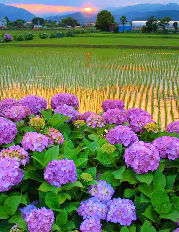 集合！神奈川県民♪
