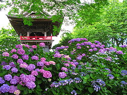 集合！神奈川県民♪