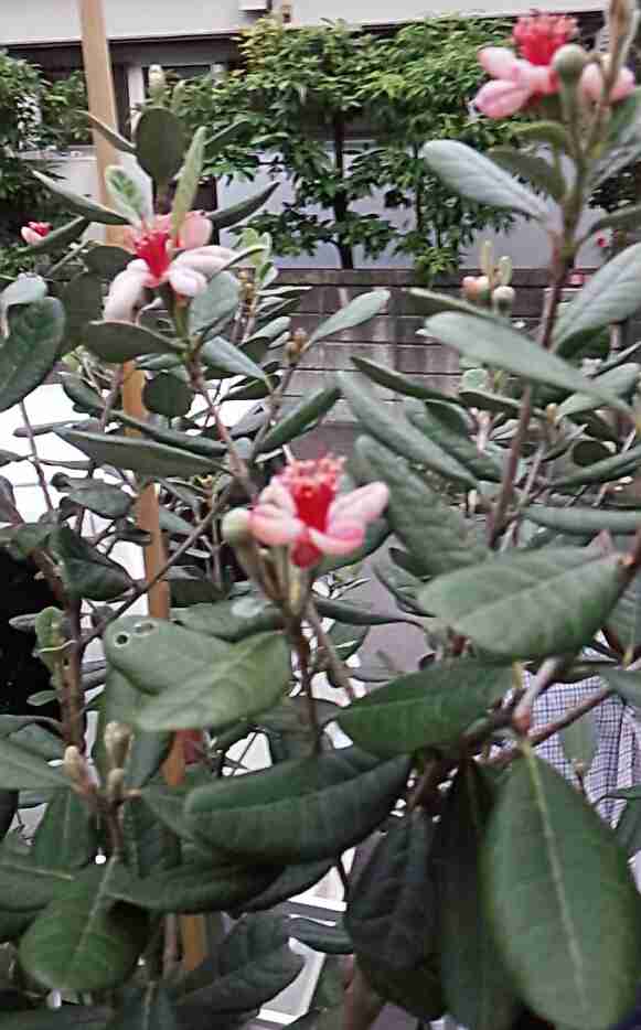 観葉植物やお花に癒されてる人