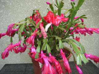 観葉植物やお花に癒されてる人