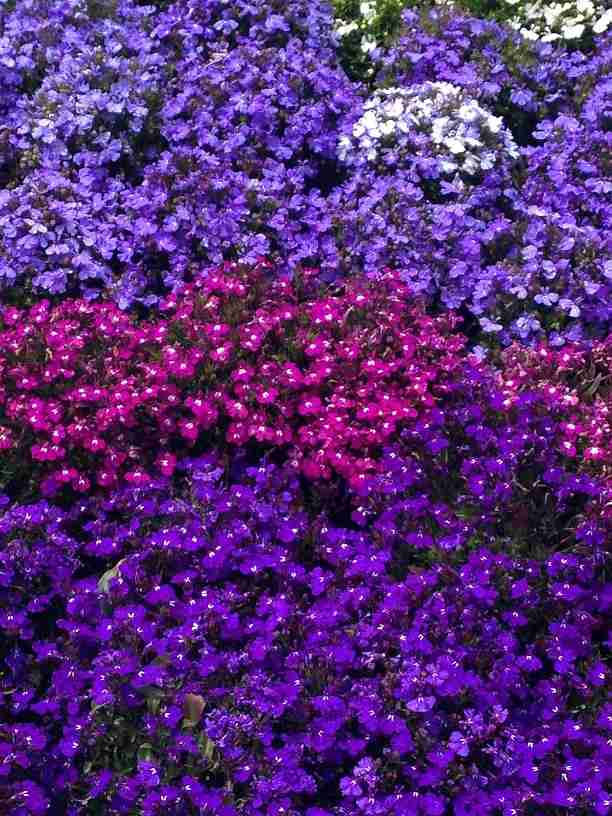 観葉植物やお花に癒されてる人
