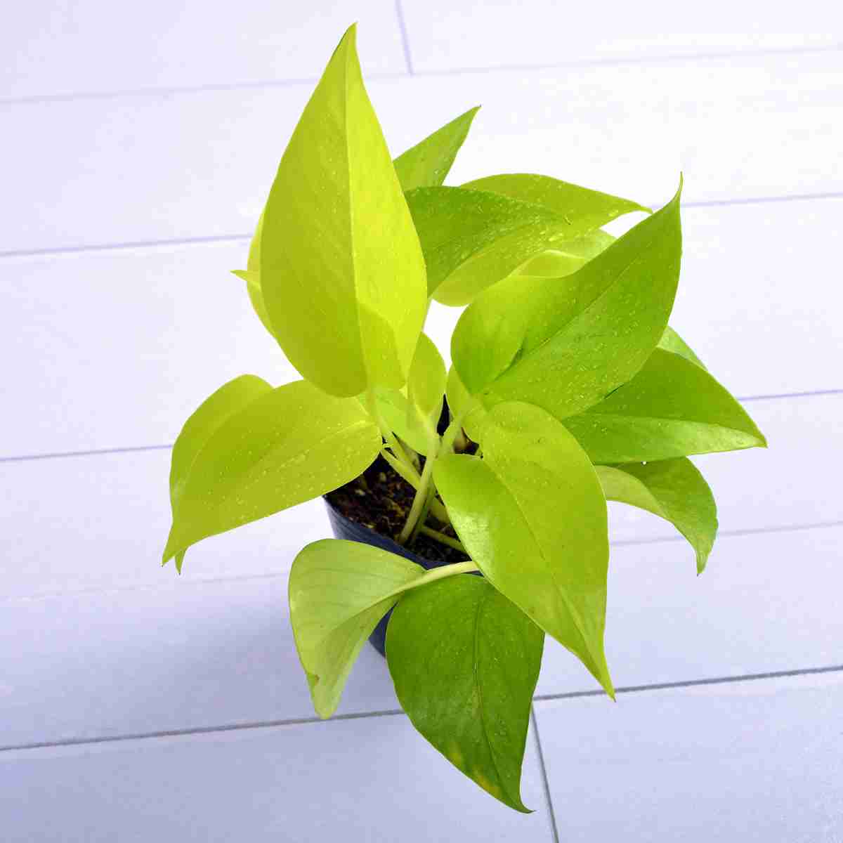 観葉植物やお花に癒されてる人