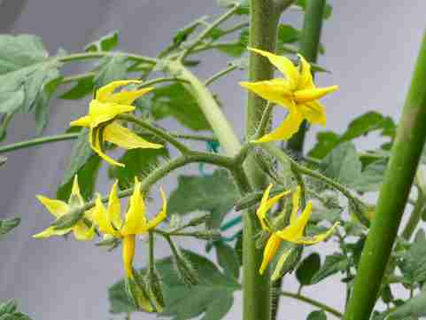 観葉植物やお花に癒されてる人