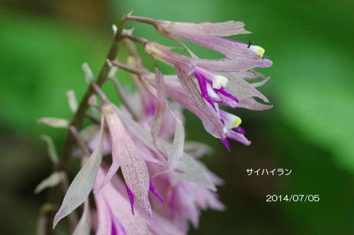 観葉植物やお花に癒されてる人