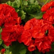 観葉植物やお花に癒されてる人