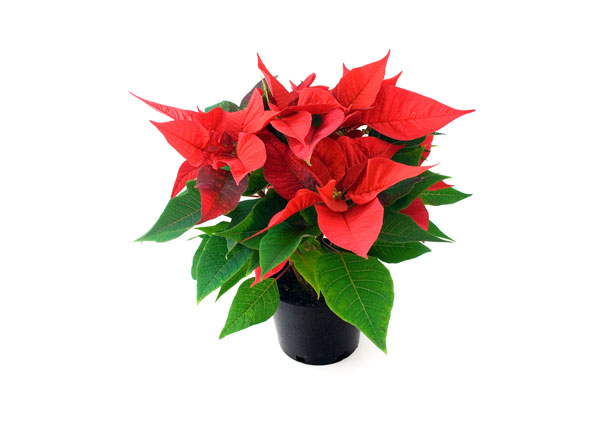 観葉植物やお花に癒されてる人