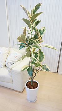 観葉植物やお花に癒されてる人