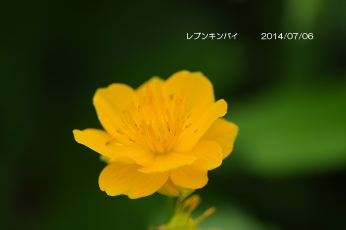 観葉植物やお花に癒されてる人