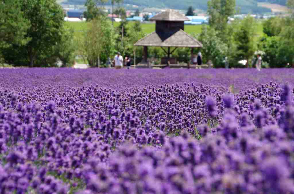 観葉植物やお花に癒されてる人