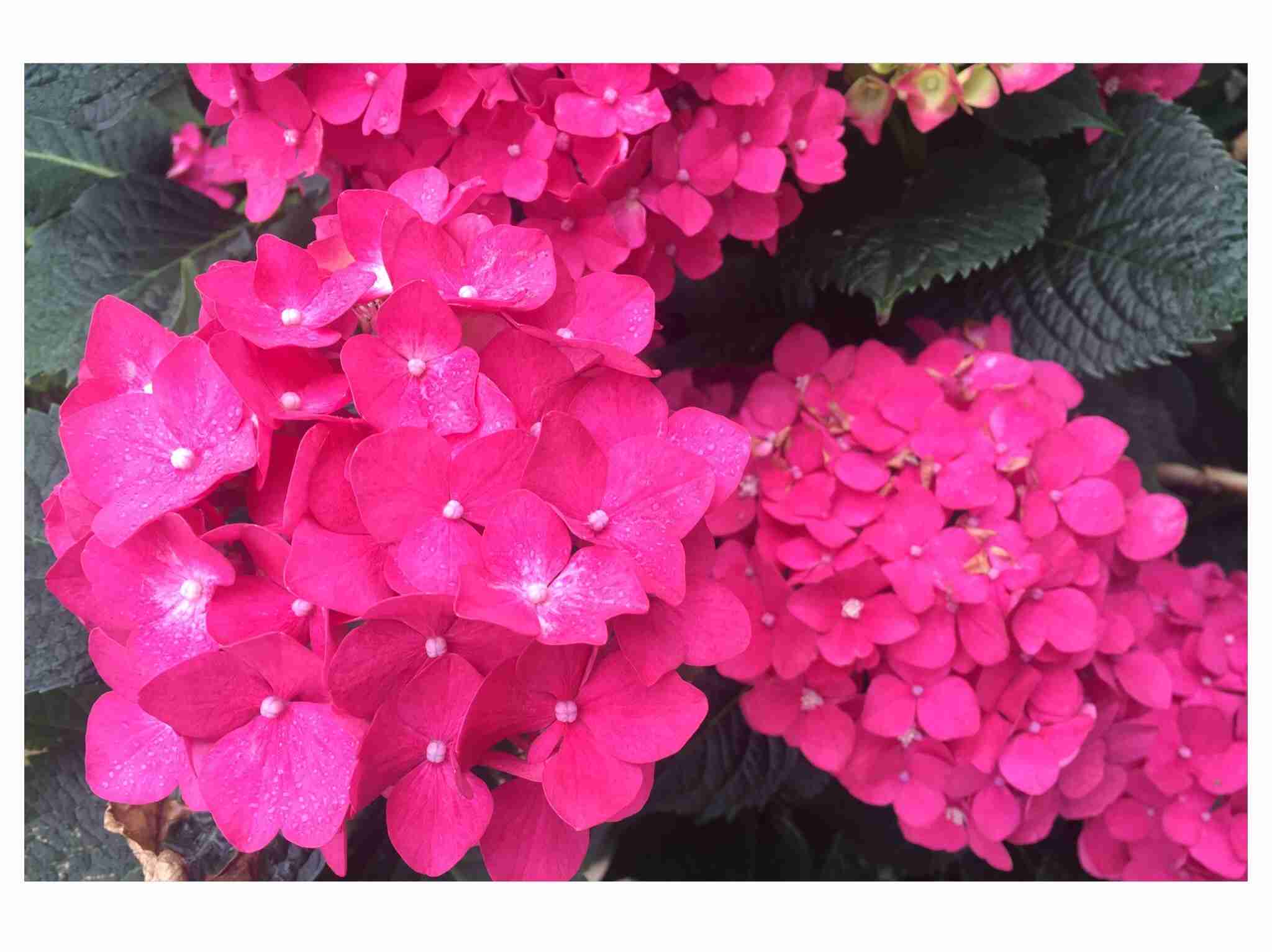 観葉植物やお花に癒されてる人