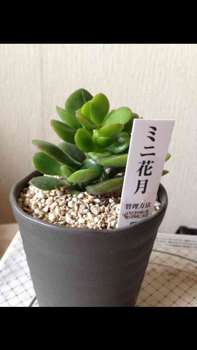 観葉植物やお花に癒されてる人