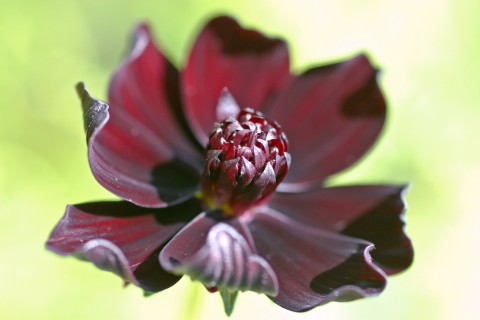 観葉植物やお花に癒されてる人