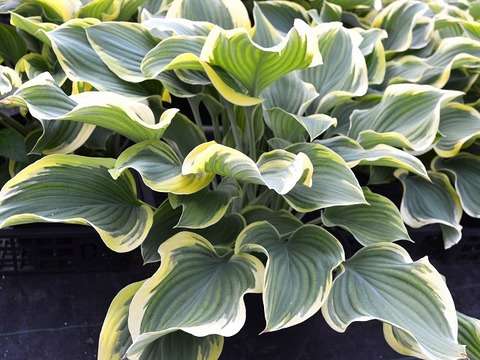 観葉植物やお花に癒されてる人