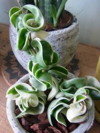 観葉植物やお花に癒されてる人