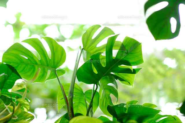 観葉植物やお花に癒されてる人