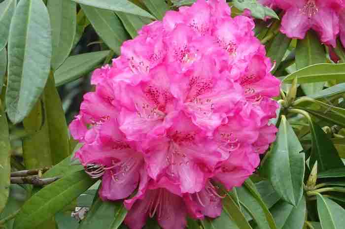 観葉植物やお花に癒されてる人