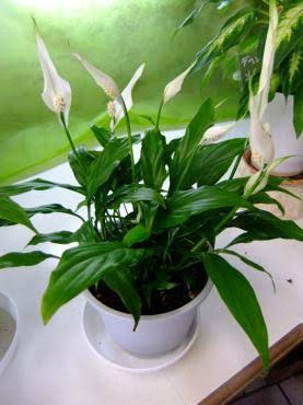 観葉植物やお花に癒されてる人