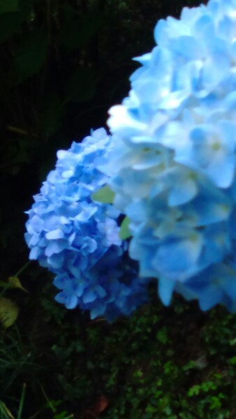観葉植物やお花に癒されてる人