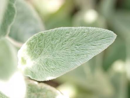 観葉植物やお花に癒されてる人