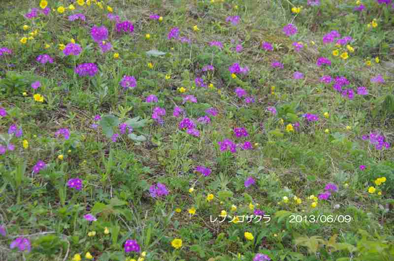 観葉植物やお花に癒されてる人