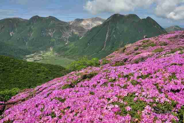 観葉植物やお花に癒されてる人