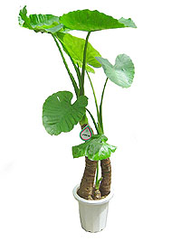 観葉植物やお花に癒されてる人
