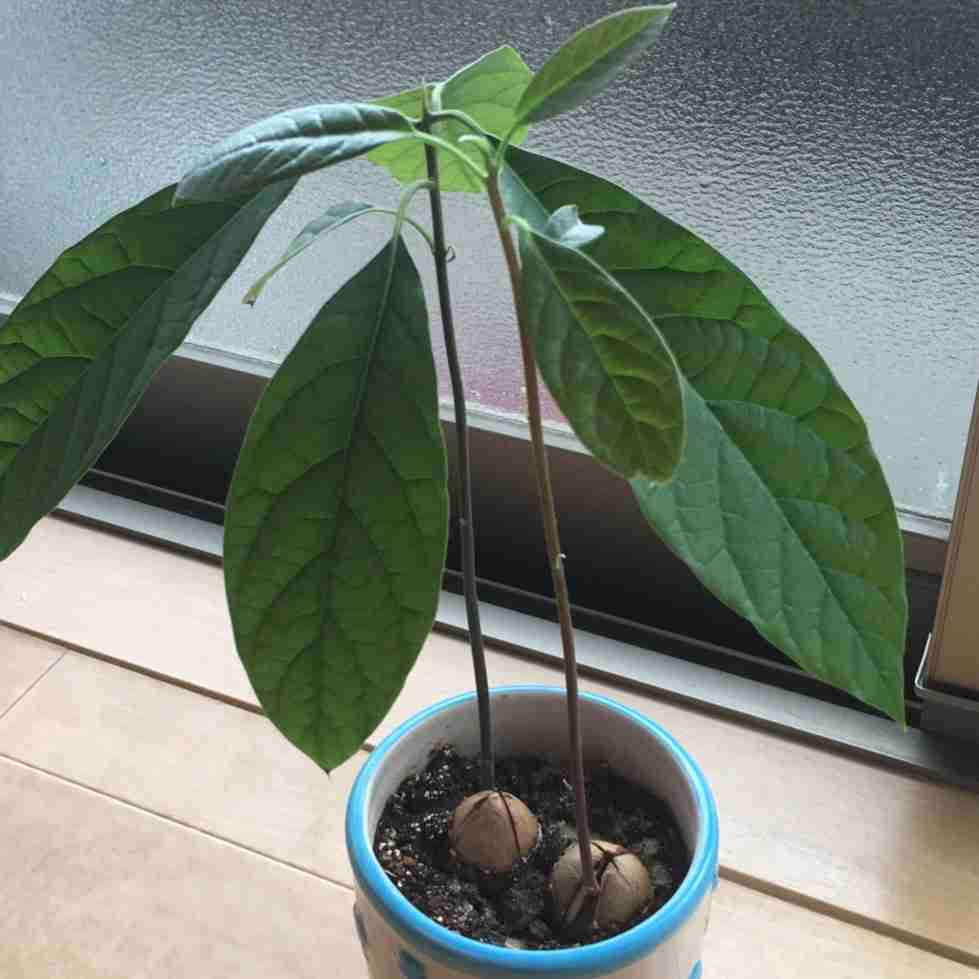 観葉植物やお花に癒されてる人