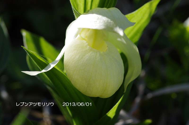 観葉植物やお花に癒されてる人