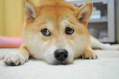あなたと旦那さんは誰(何)に似てますか?